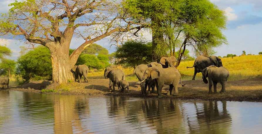 Tarangire National Park in Tanzania