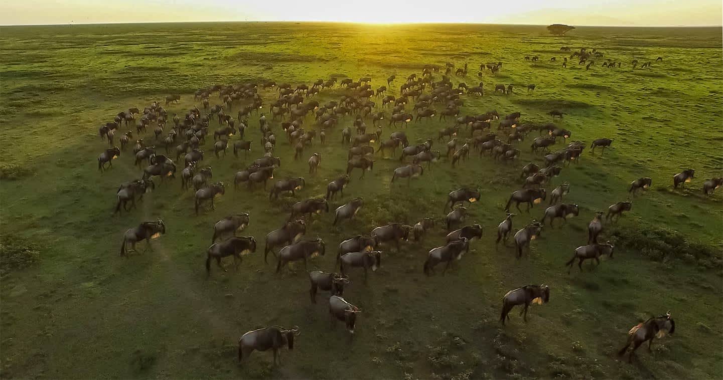 The Great Migration Safari in Serengeti National Park