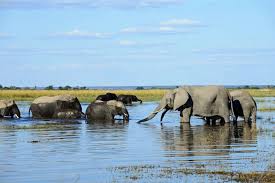 Chobe National Park in Botswana
