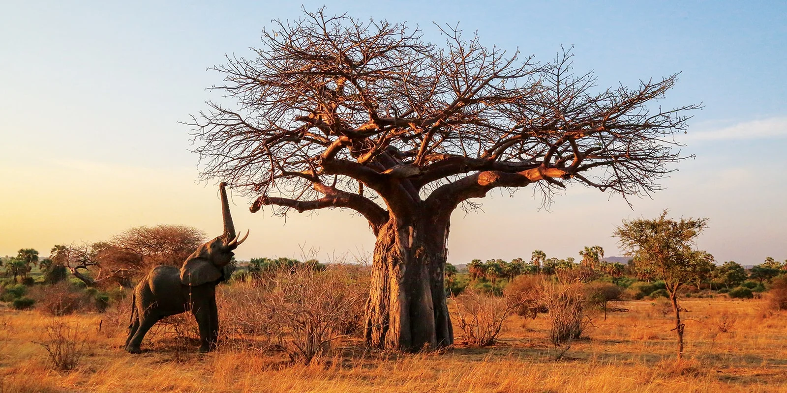 Ruaha National Park in Tanzania