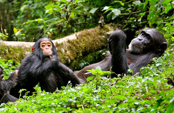 Chimpanzee Tracking in Nyungwe Forest National Park