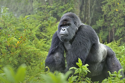 Gorilla Trekking in Bwindi Impenetrable National Park
