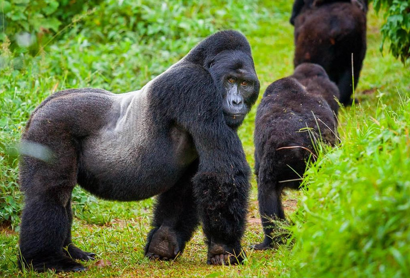 Volcanoes National Park – Gorilla Trekking in Rwanda