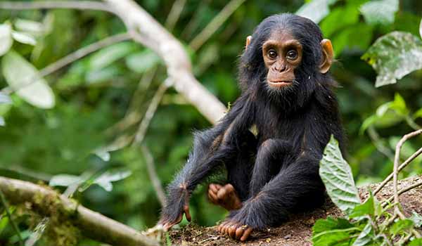 Chimpanzee Tracking in Kibale National Park