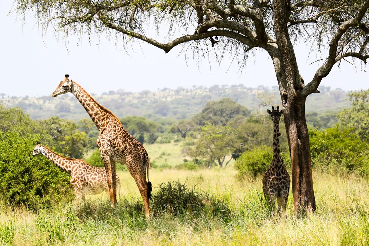 Mikumi National Park in Tanzania