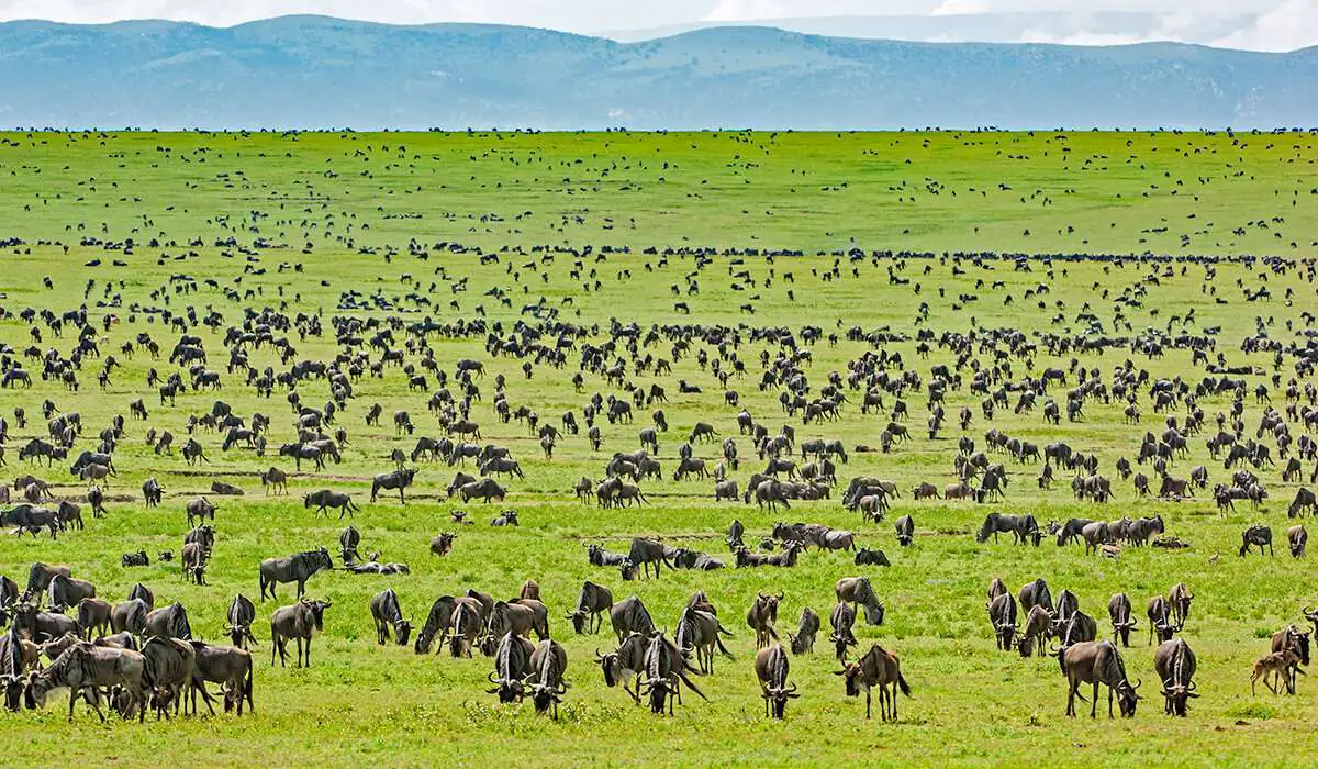 Serengeti National Park in Tanzania