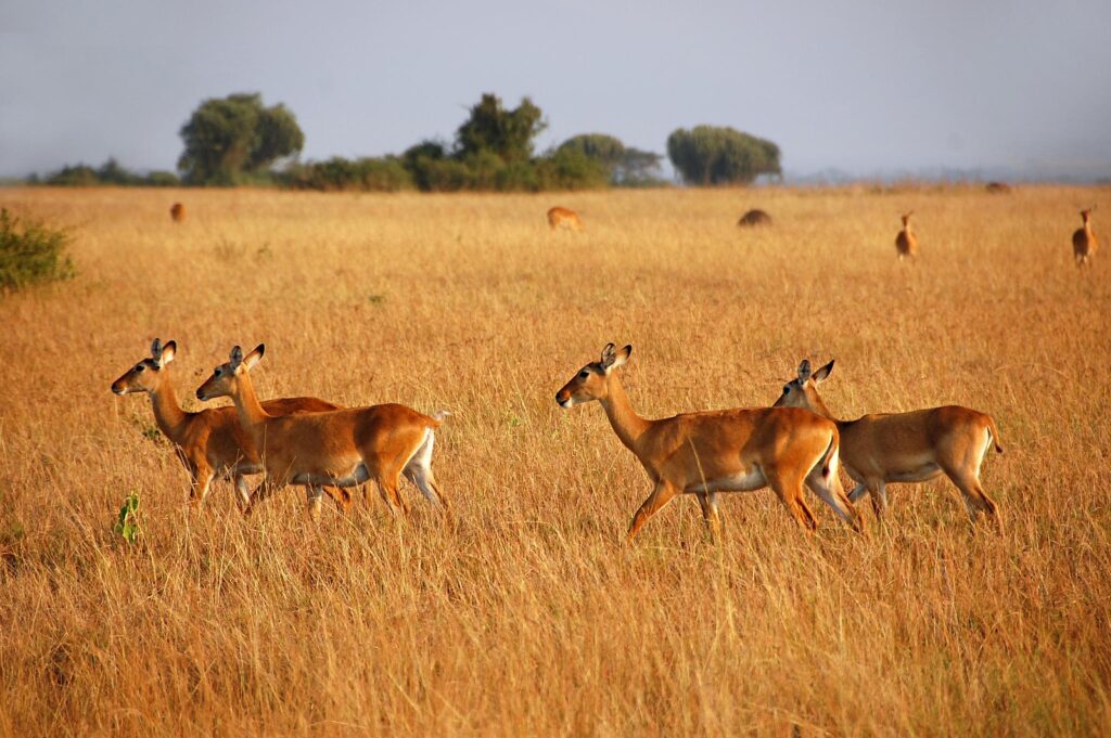 Queen Elizabeth National Park in Uganda
