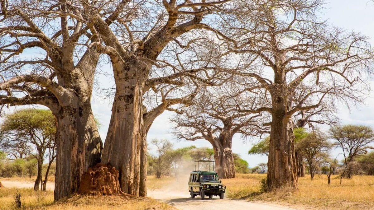 Remote Wilderness Safari in Ruaha National Park