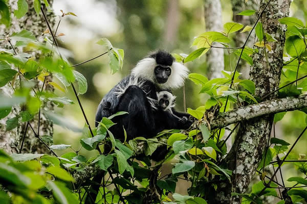 Nyungwe Forest National Park – Primates and Trails in Rwanda
