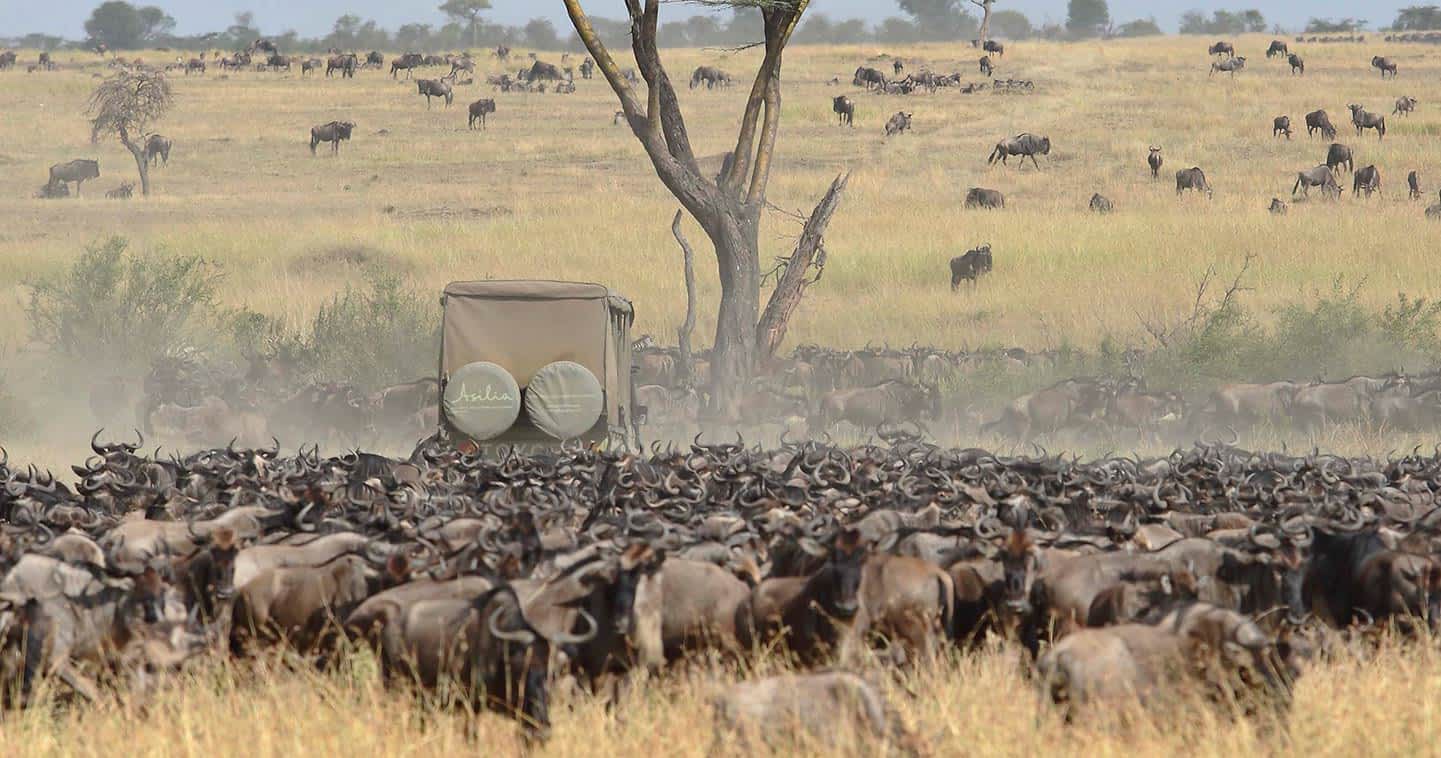 Tanzania Migration Expedition