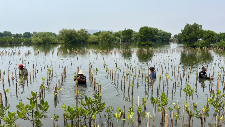 Women-Led Mangrove Restoration in Lamu: Advancing Climate-Resilient Livelihoods